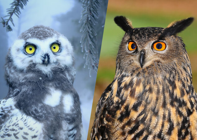 Quelle est la différence entre une chouette et un hibou ?