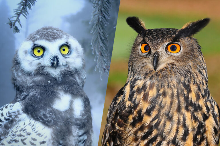 Lire la suite à propos de l’article Quelle est la différence entre une chouette et un hibou ?