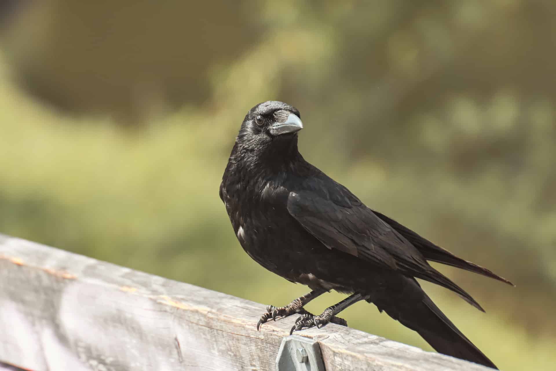 You are currently viewing Quelle est la différence entre un corbeau et une corneille ?